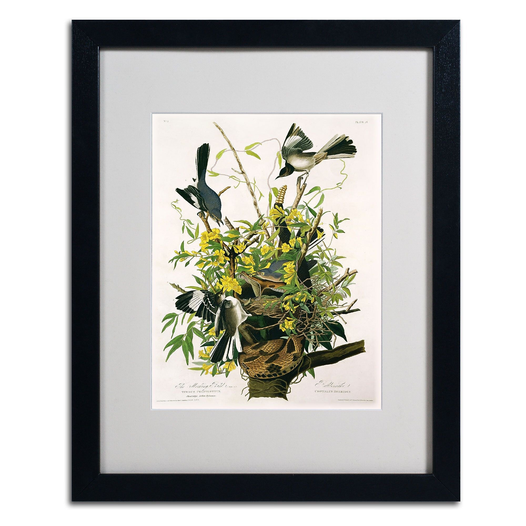 Trademark Fine Art 'Mocking Birds and Snake II' 16" x 20" Black Frame Art