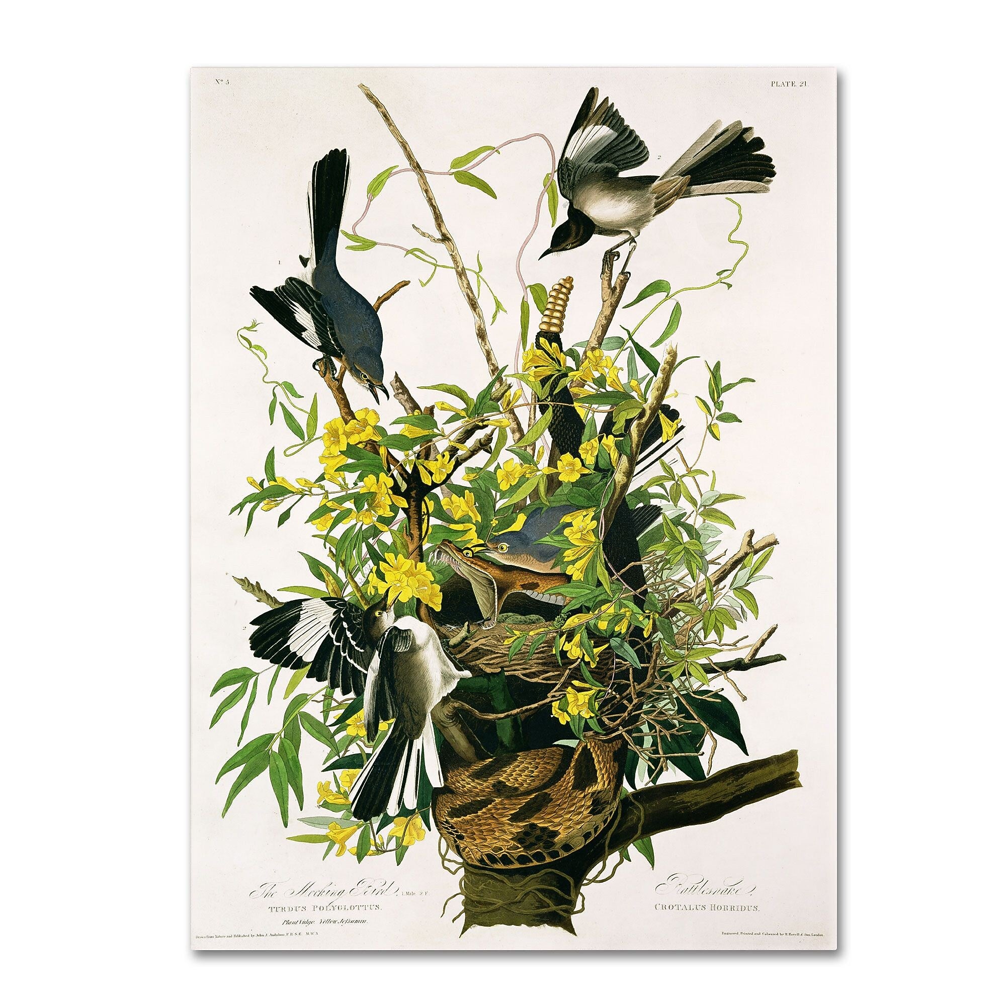 Trademark Fine Art 'Mocking Birds and Snake II' 24" x 32" Canvas Art
