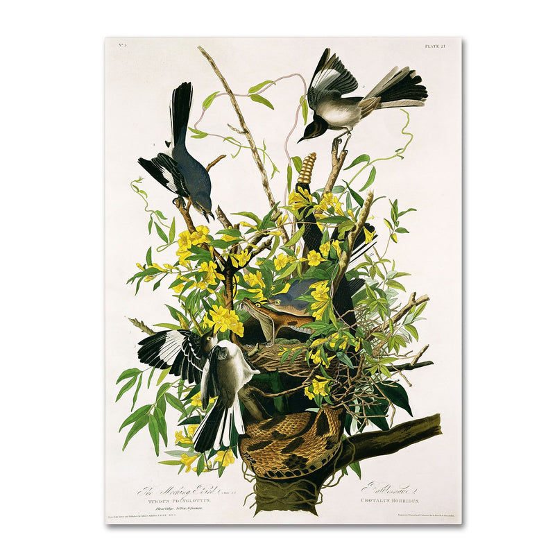 Trademark Fine Art 'Mocking Birds and Snake II' 24" x 32" Canvas Art