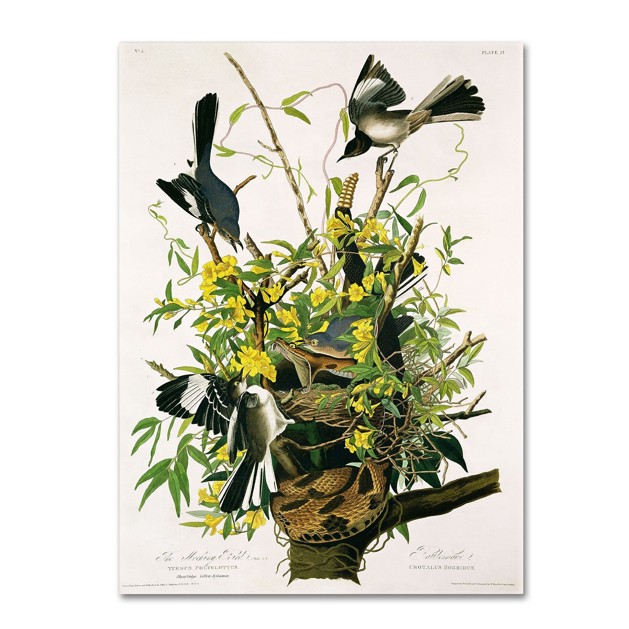 Trademark Fine Art 'Mocking Birds and Snake II' 18" x 24" Canvas Art