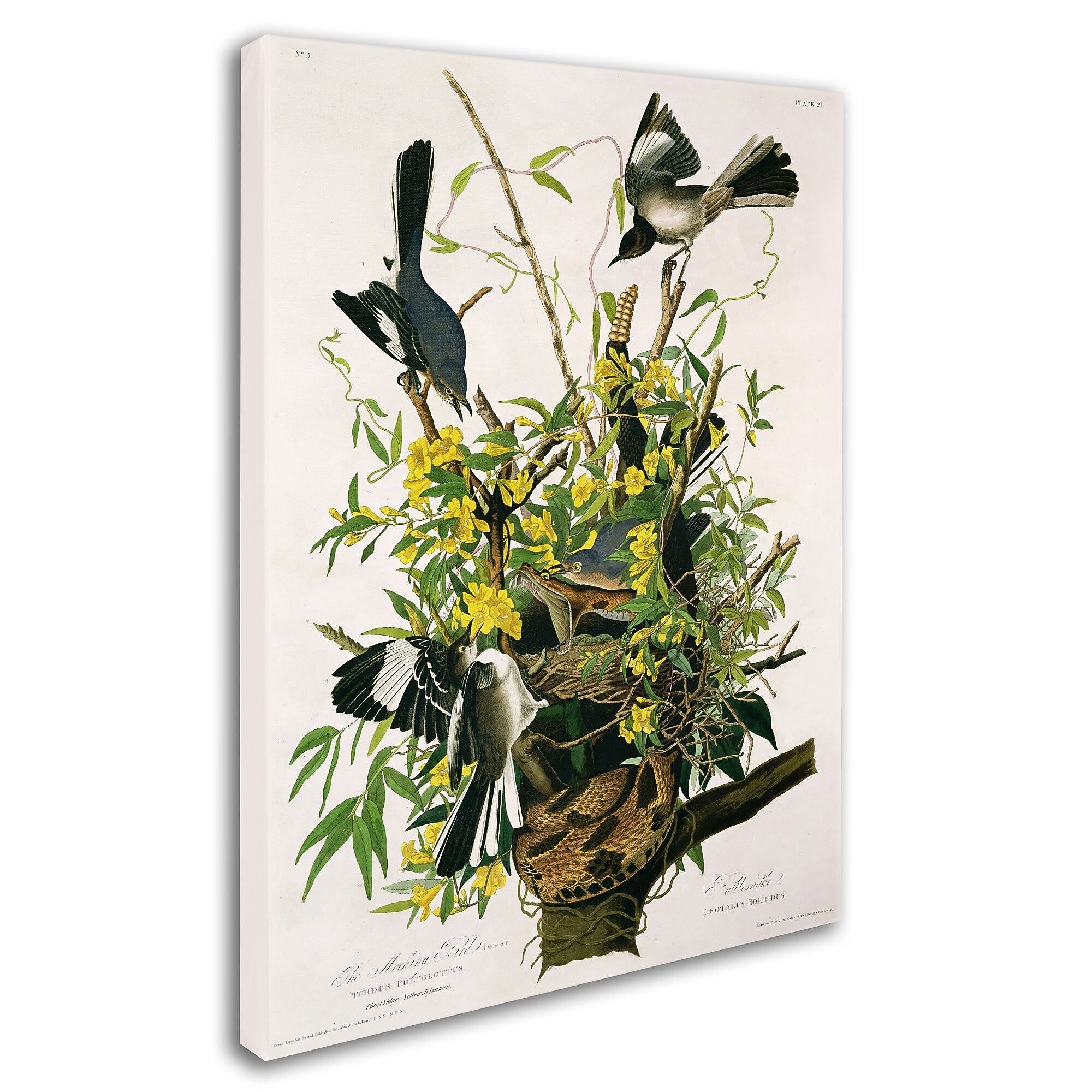 Trademark Fine Art 'Mocking Birds and Snake II' 14" x 19" Canvas Art