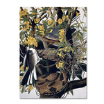 Trademark Fine Art 'Mocking Birds and Snake' 14" x 19" Canvas Art
