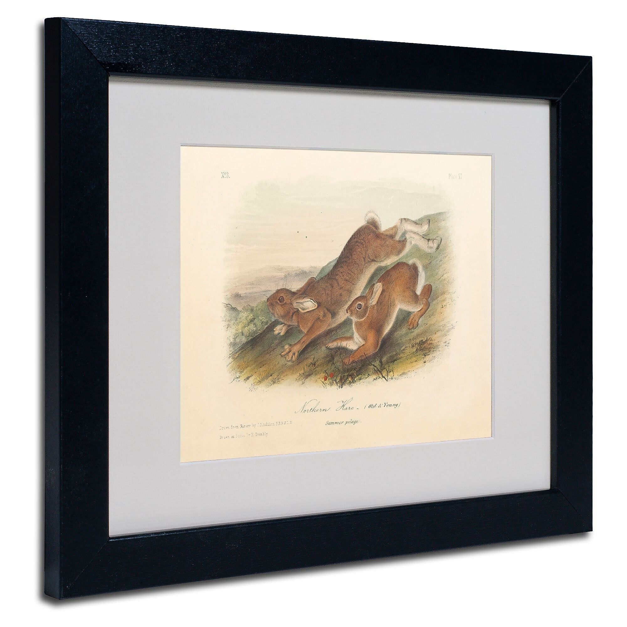 Trademark Fine Art 'Northern Hare' 11" x 14" Black Frame Art