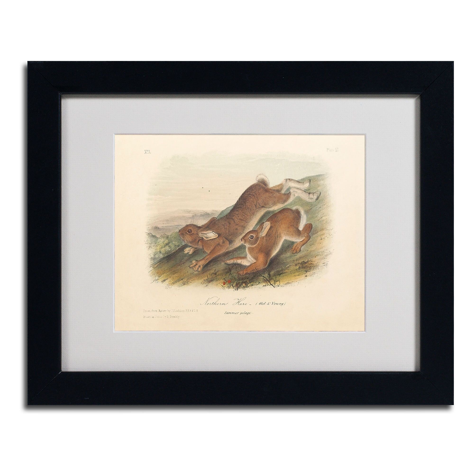 Trademark Fine Art 'Northern Hare' 11" x 14" Black Frame Art