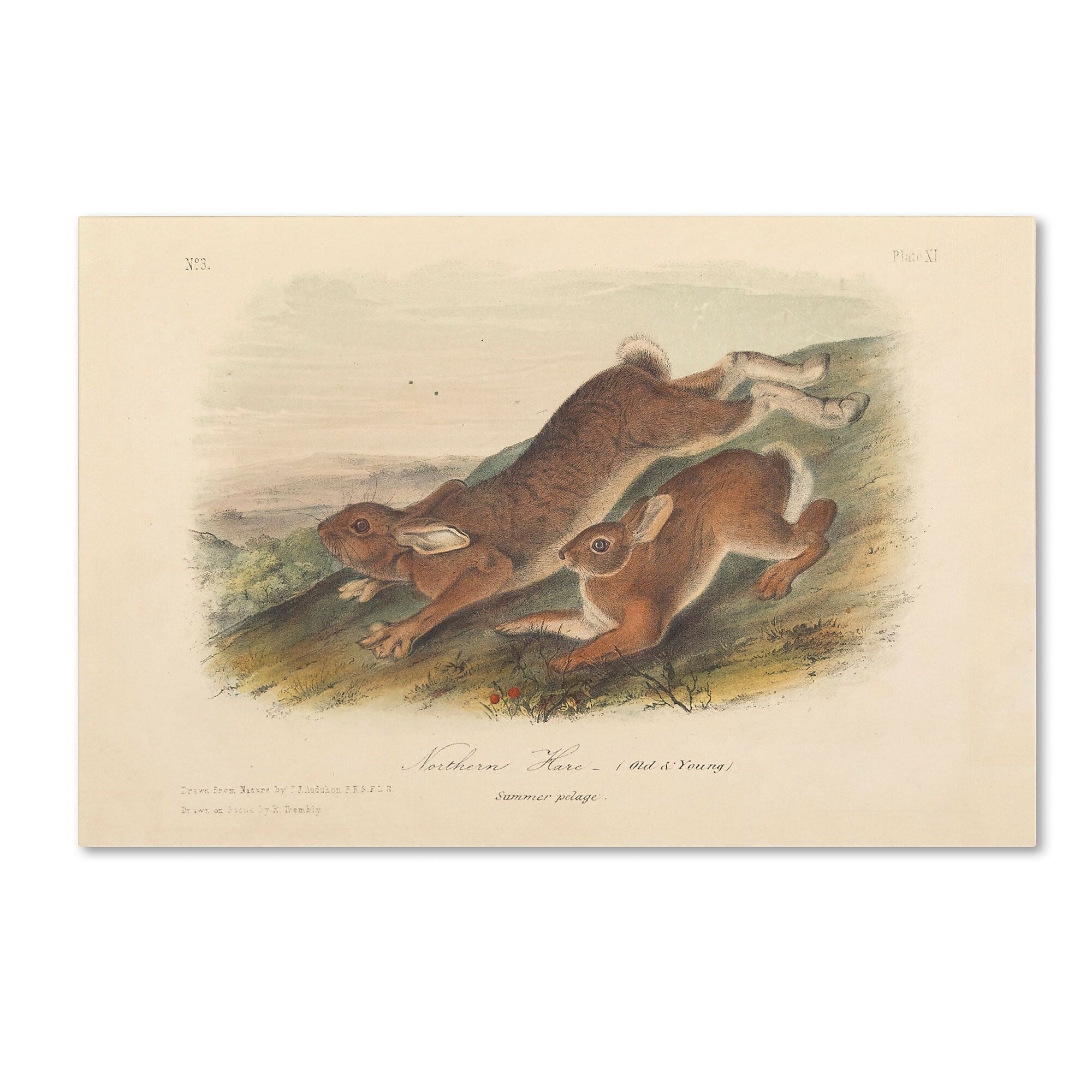 Trademark Fine Art 'Northern Hare' 16" x 24" Canvas Art