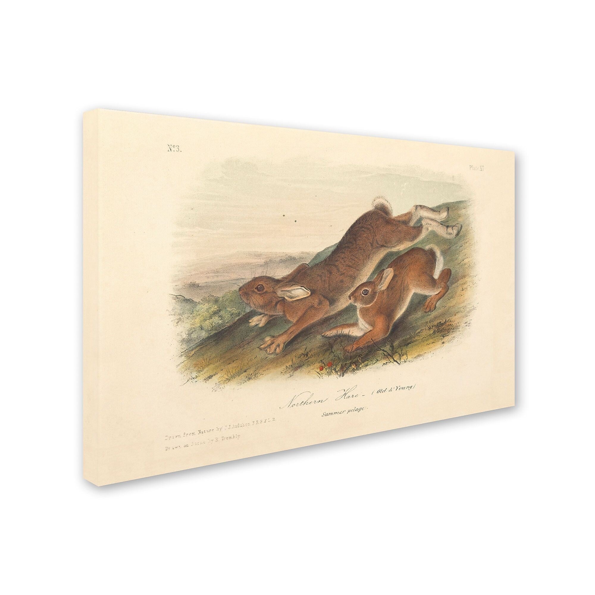 Trademark Fine Art 'Northern Hare' 16" x 24" Canvas Art