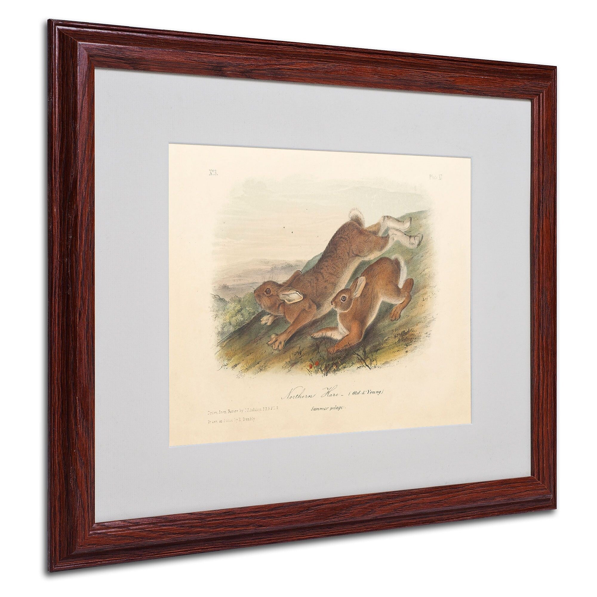 Trademark Fine Art 'Northern Hare' 16" x 20" Wood Frame Art