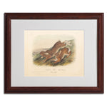 Trademark Fine Art 'Northern Hare' 16" x 20" Wood Frame Art