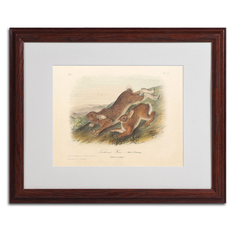 Trademark Fine Art 'Northern Hare' 16" x 20" Wood Frame Art