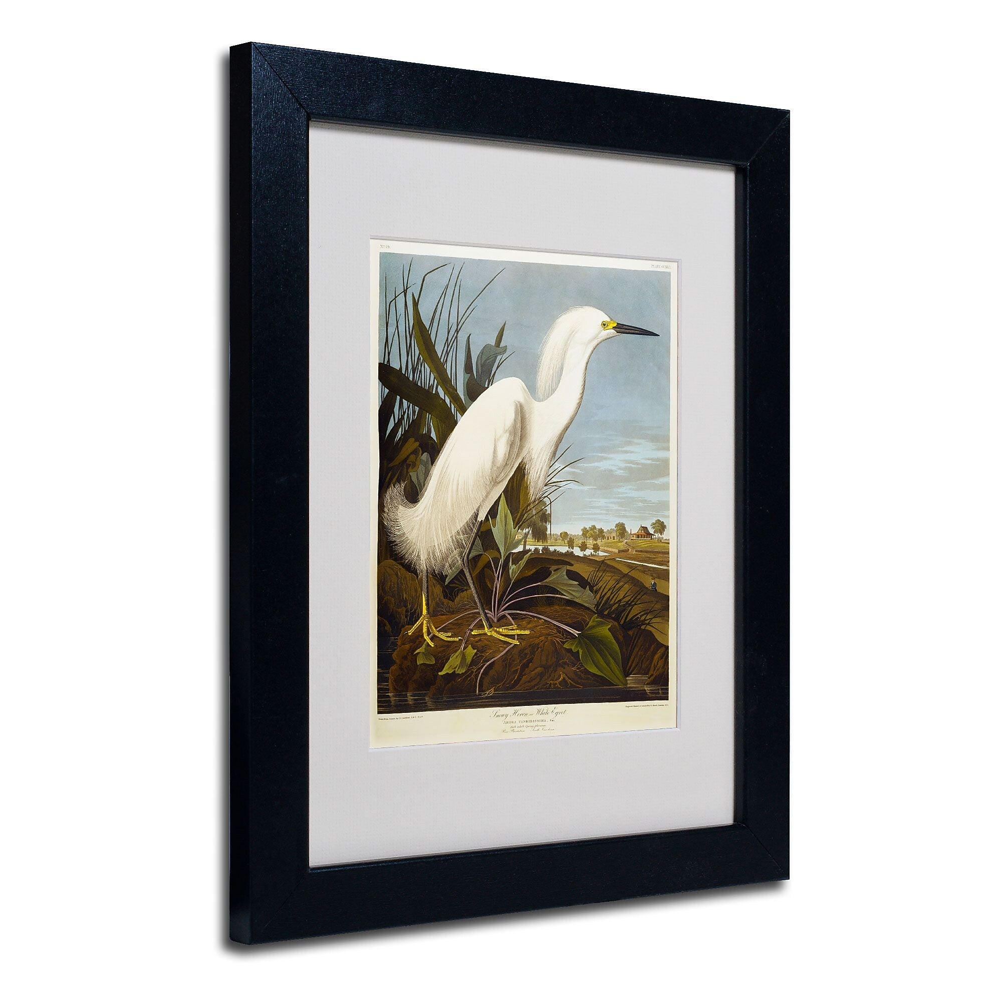 Trademark Fine Art 'Snowy Heron' 11" x 14" Black Frame Art