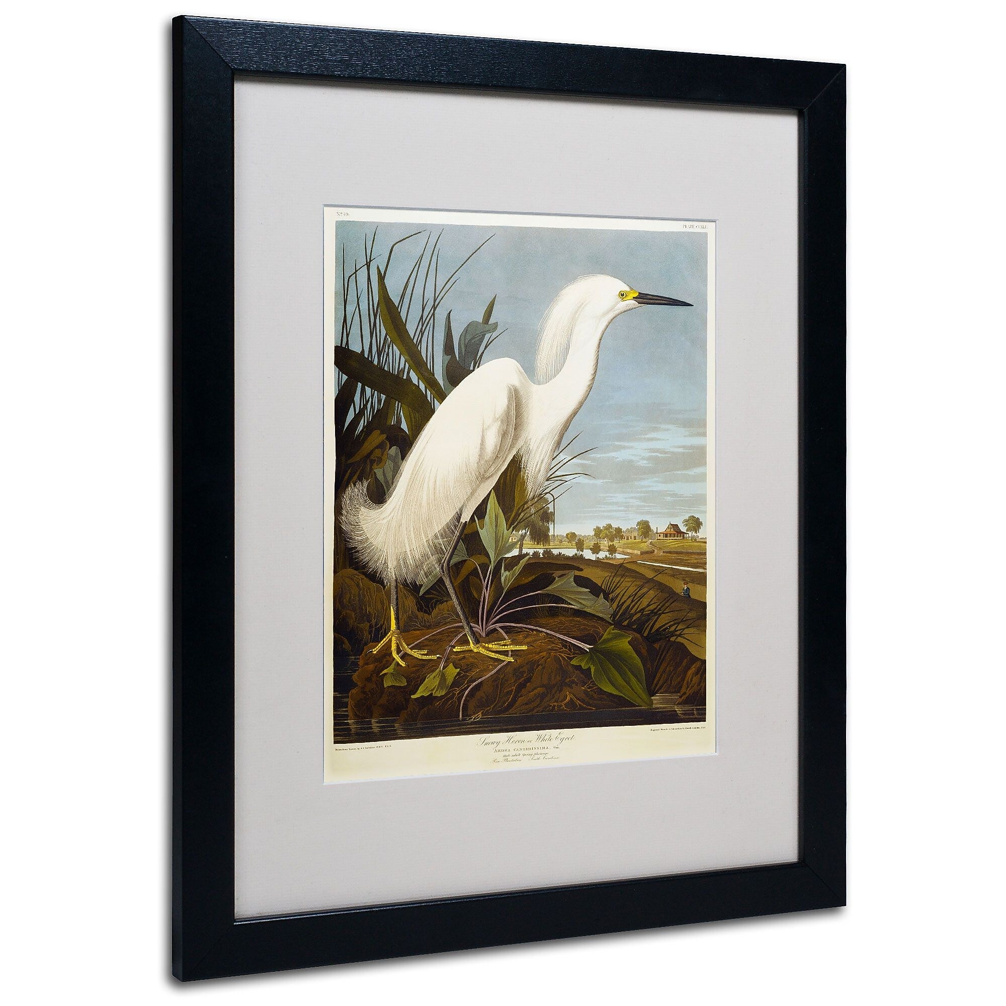 Trademark Fine Art 'Snowy Heron' 16" x 20" Black Frame Art
