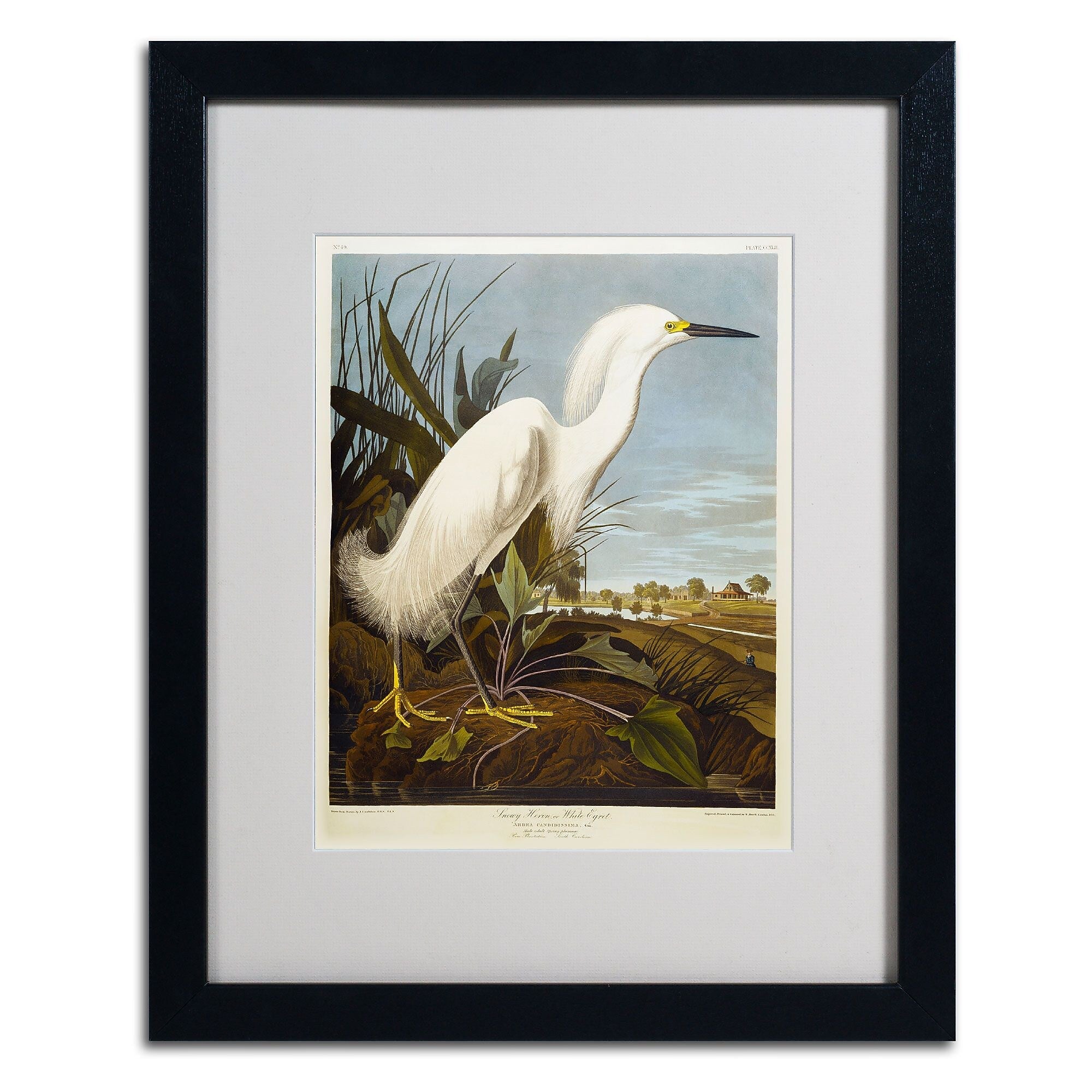 Trademark Fine Art 'Snowy Heron' 16" x 20" Black Frame Art