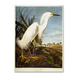 Trademark Fine Art 'Snowy Heron' 14" x 19" Canvas Art