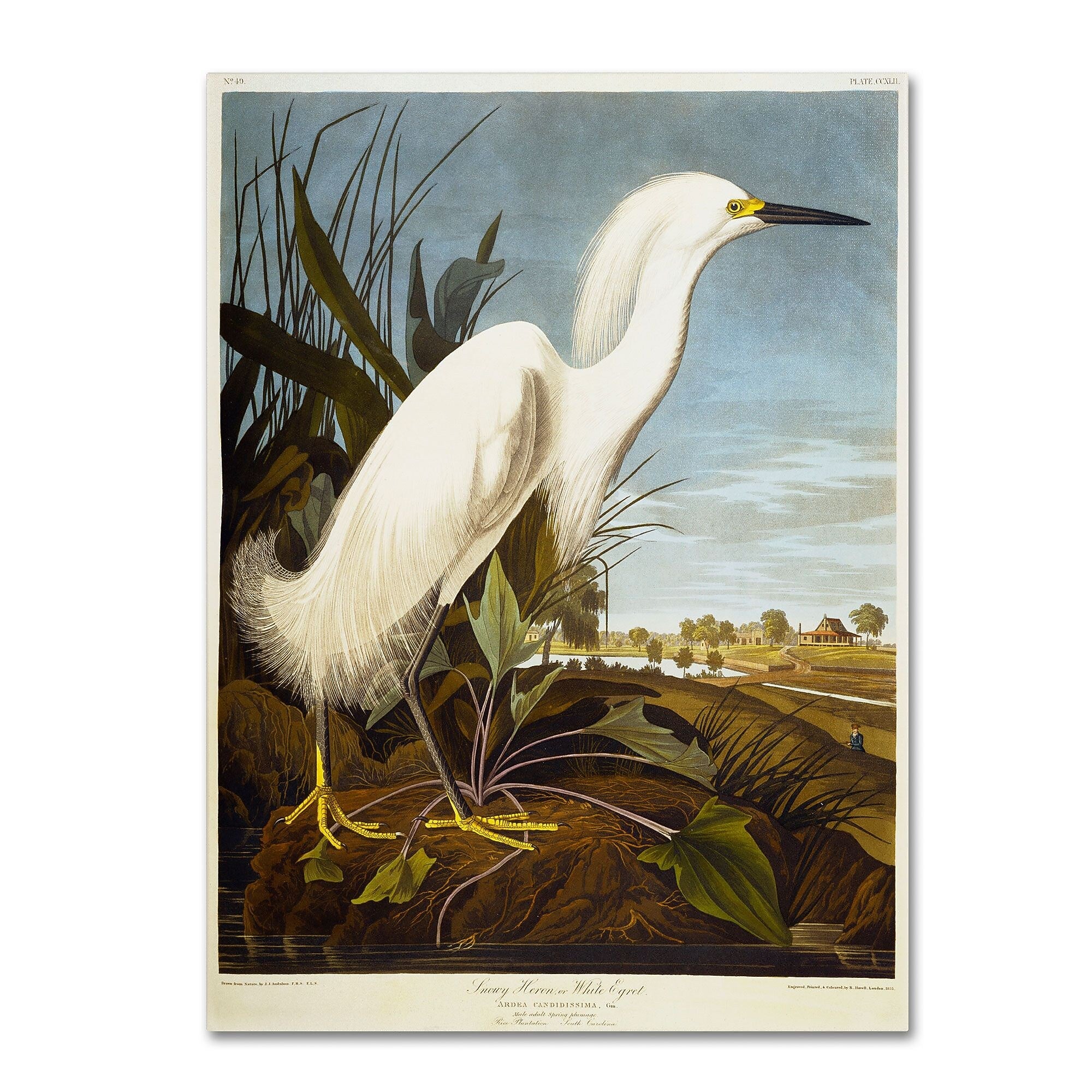Trademark Fine Art 'Snowy Heron' 35" x 47" Canvas Art