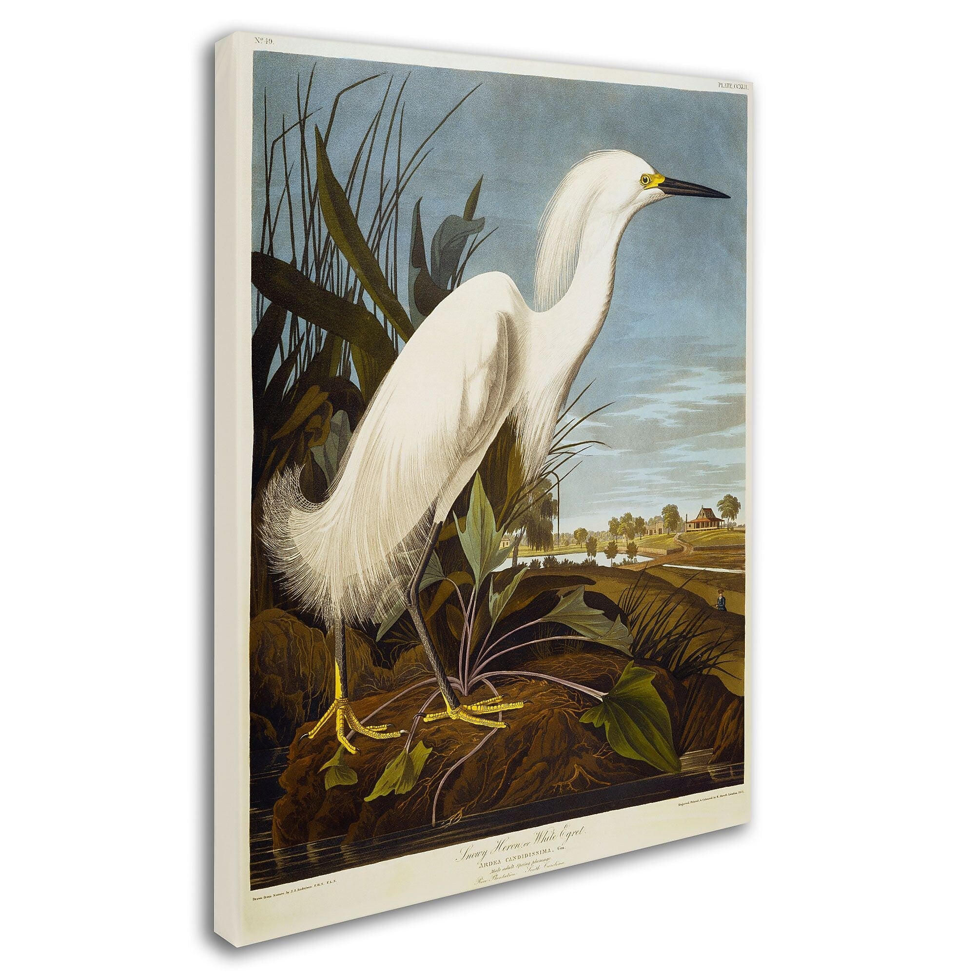 Trademark Fine Art 'Snowy Heron' 14" x 19" Canvas Art