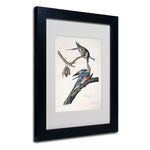Trademark Fine Art 'Passenger Pigeon' 11" x 14" Black Frame Art