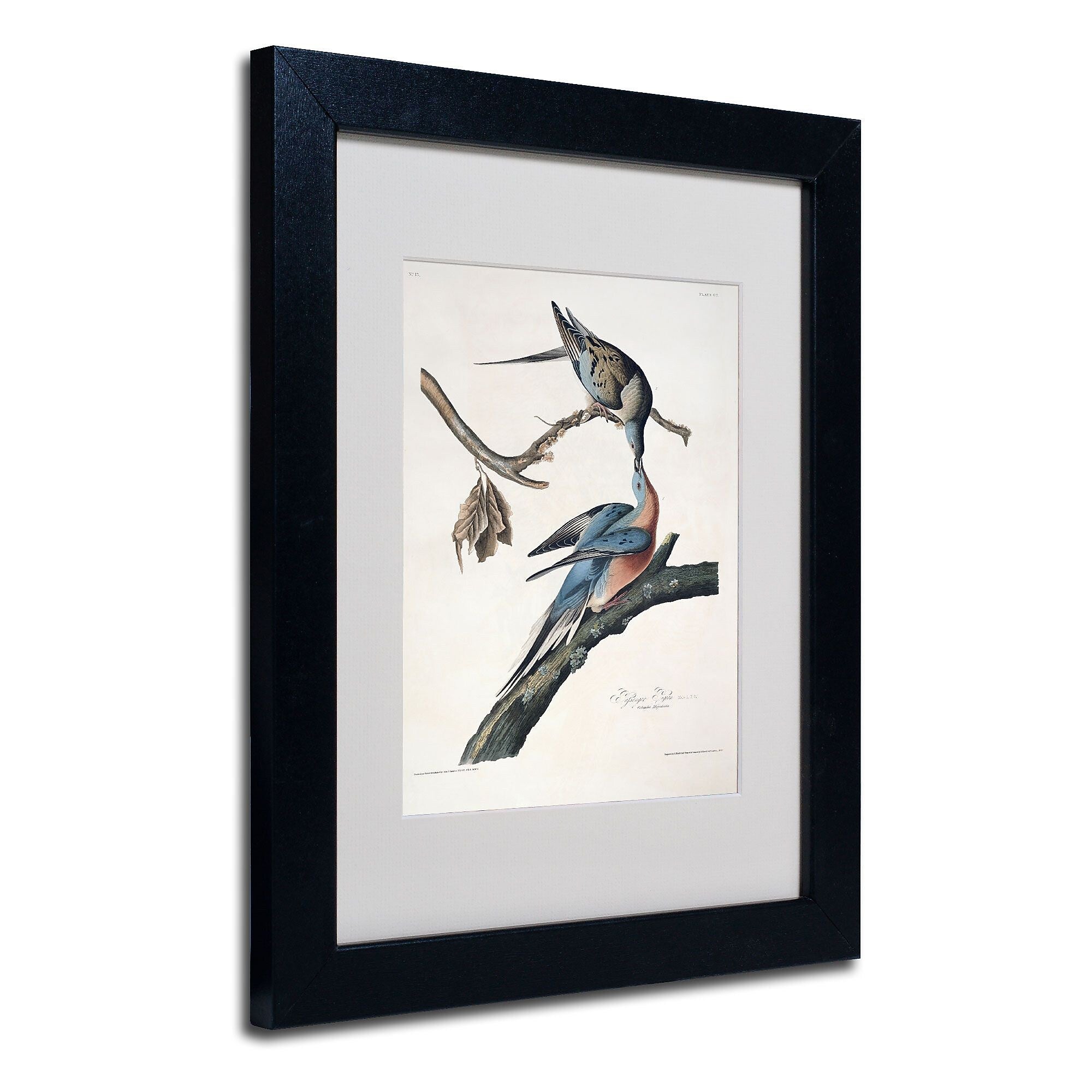 Trademark Fine Art 'Passenger Pigeon' 11" x 14" Black Frame Art