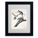 Trademark Fine Art 'Passenger Pigeon' 11" x 14" Black Frame Art