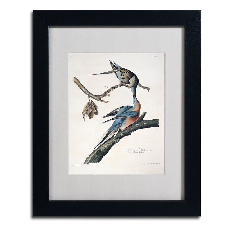 Trademark Fine Art 'Passenger Pigeon' 11" x 14" Black Frame Art