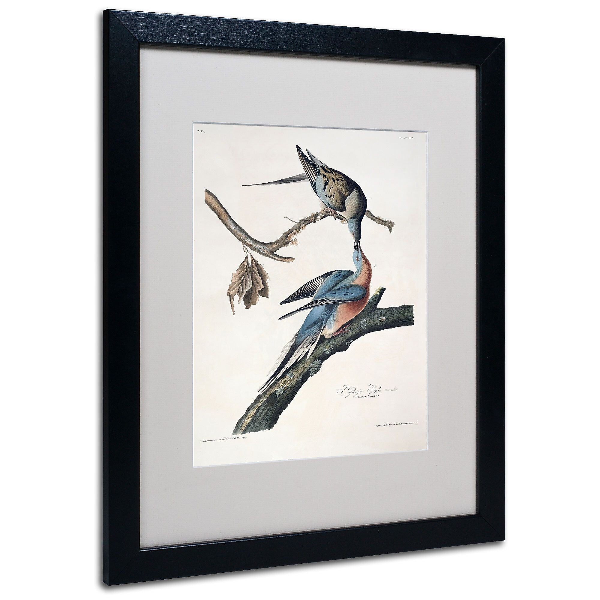 Trademark Fine Art 'Passenger Pigeon' 16" x 20" Black Frame Art
