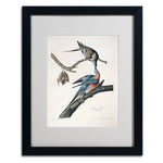 Trademark Fine Art 'Passenger Pigeon' 16" x 20" Black Frame Art