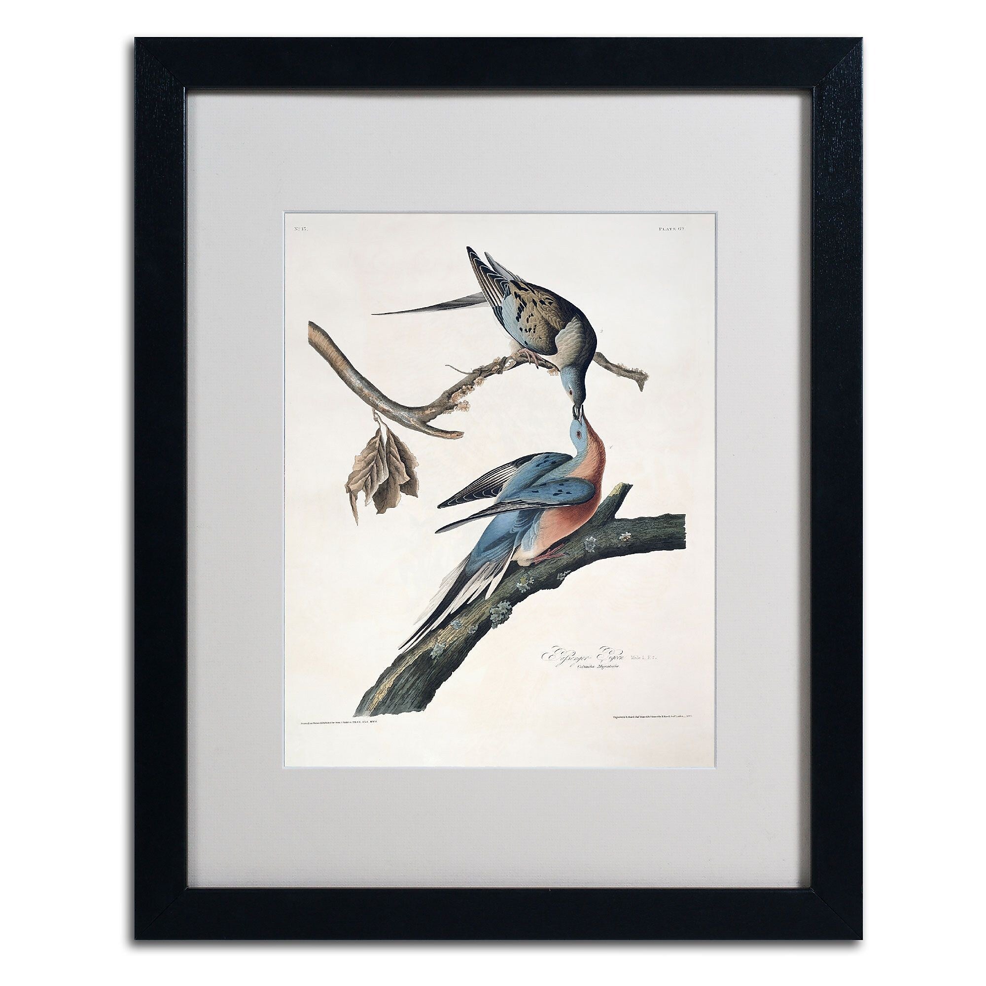 Trademark Fine Art 'Passenger Pigeon' 16" x 20" Black Frame Art