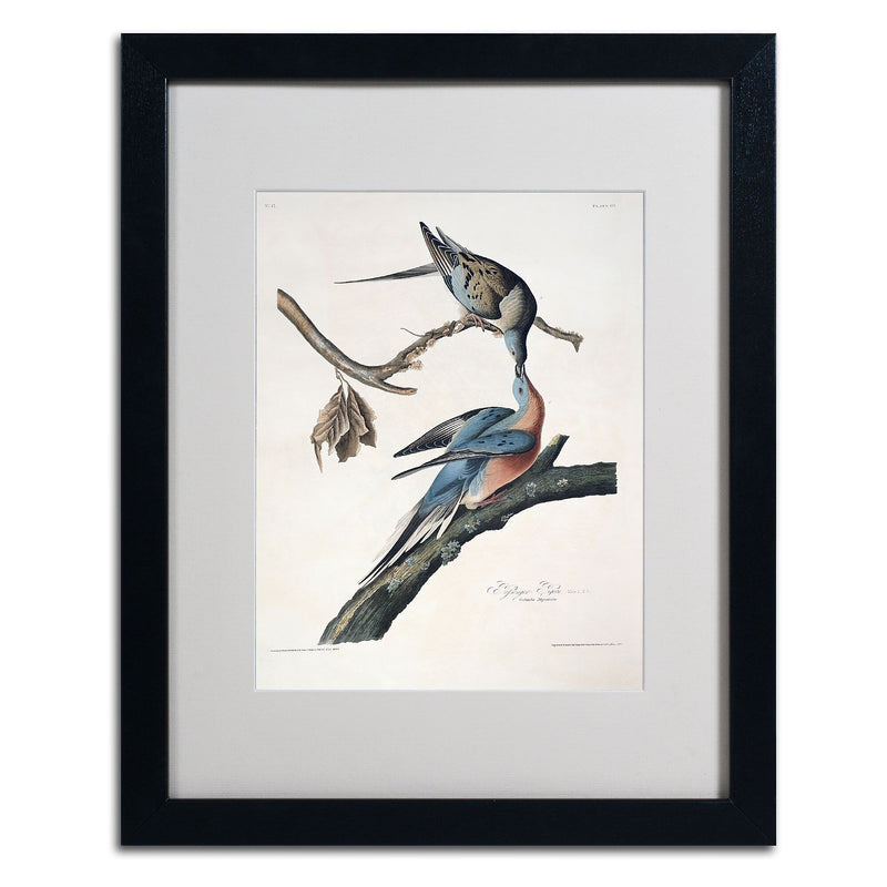 Trademark Fine Art 'Passenger Pigeon' 16" x 20" Black Frame Art