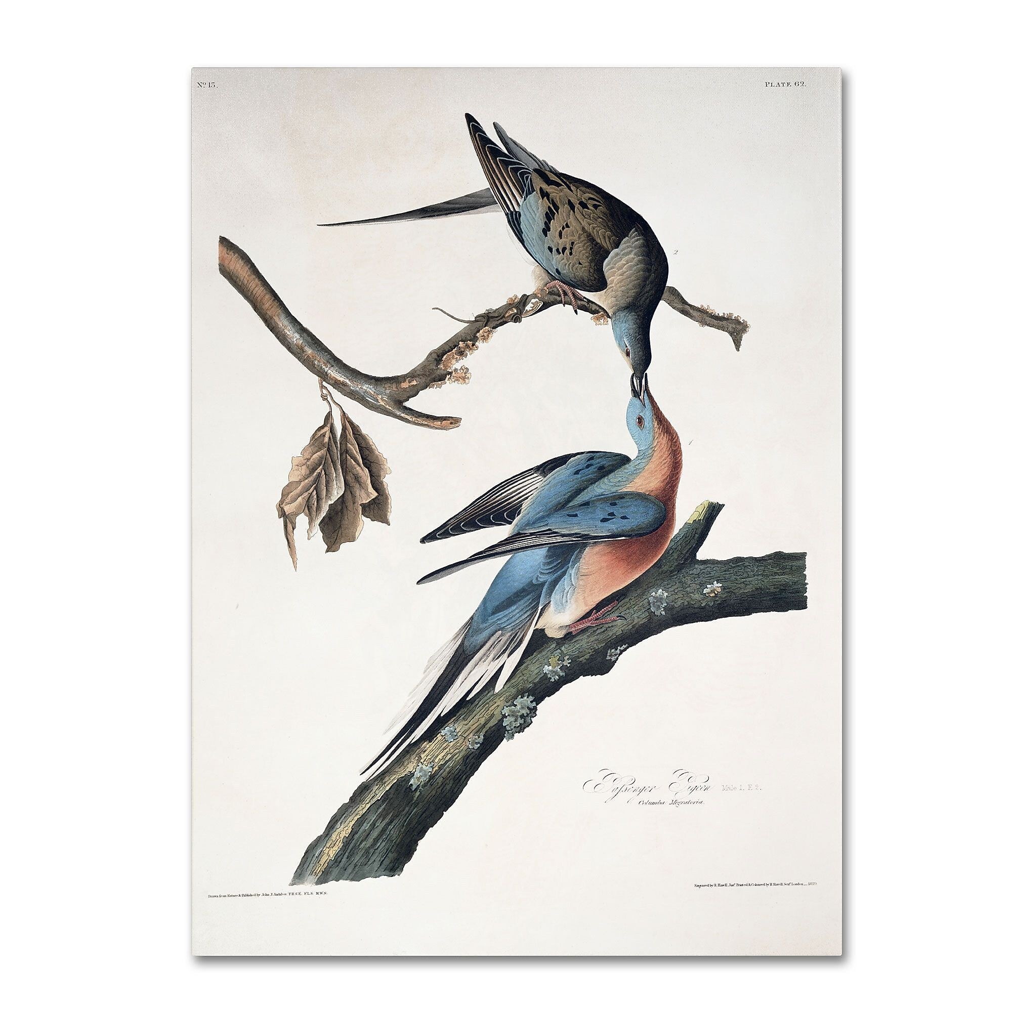 Trademark Fine Art 'Passenger Pigeon' 14" x 19" Canvas Art