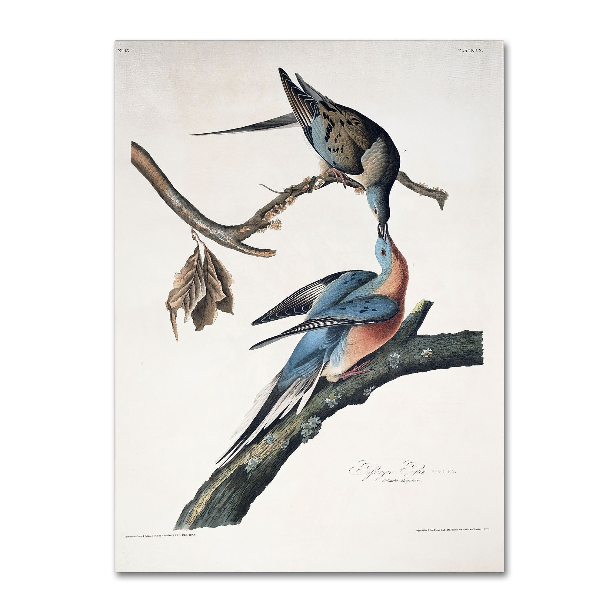 Trademark Fine Art 'Passenger Pigeon' 24" x 32" Canvas Art