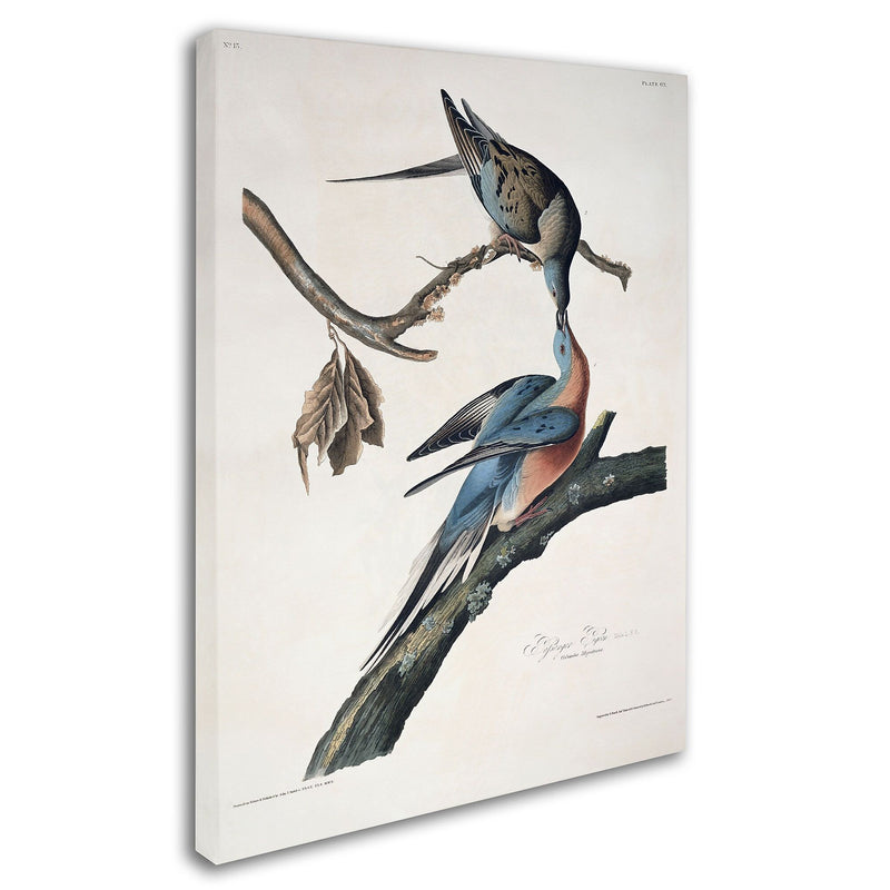 Trademark Fine Art 'Passenger Pigeon' 14" x 19" Canvas Art