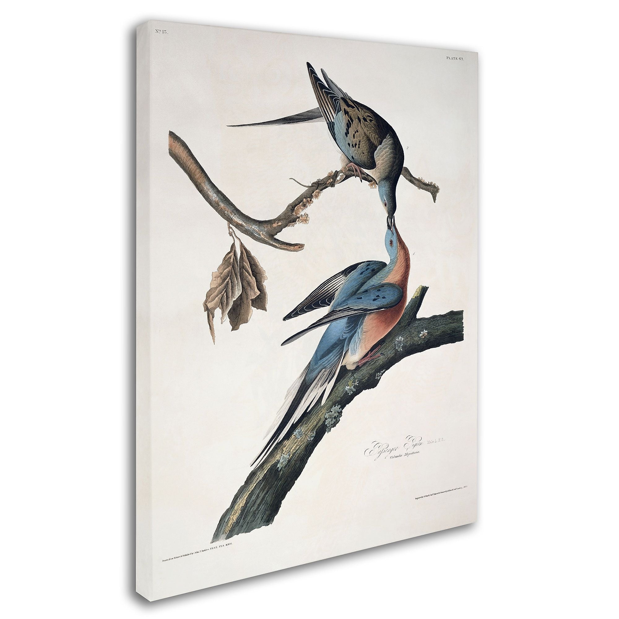 Trademark Fine Art 'Passenger Pigeon' 24" x 32" Canvas Art
