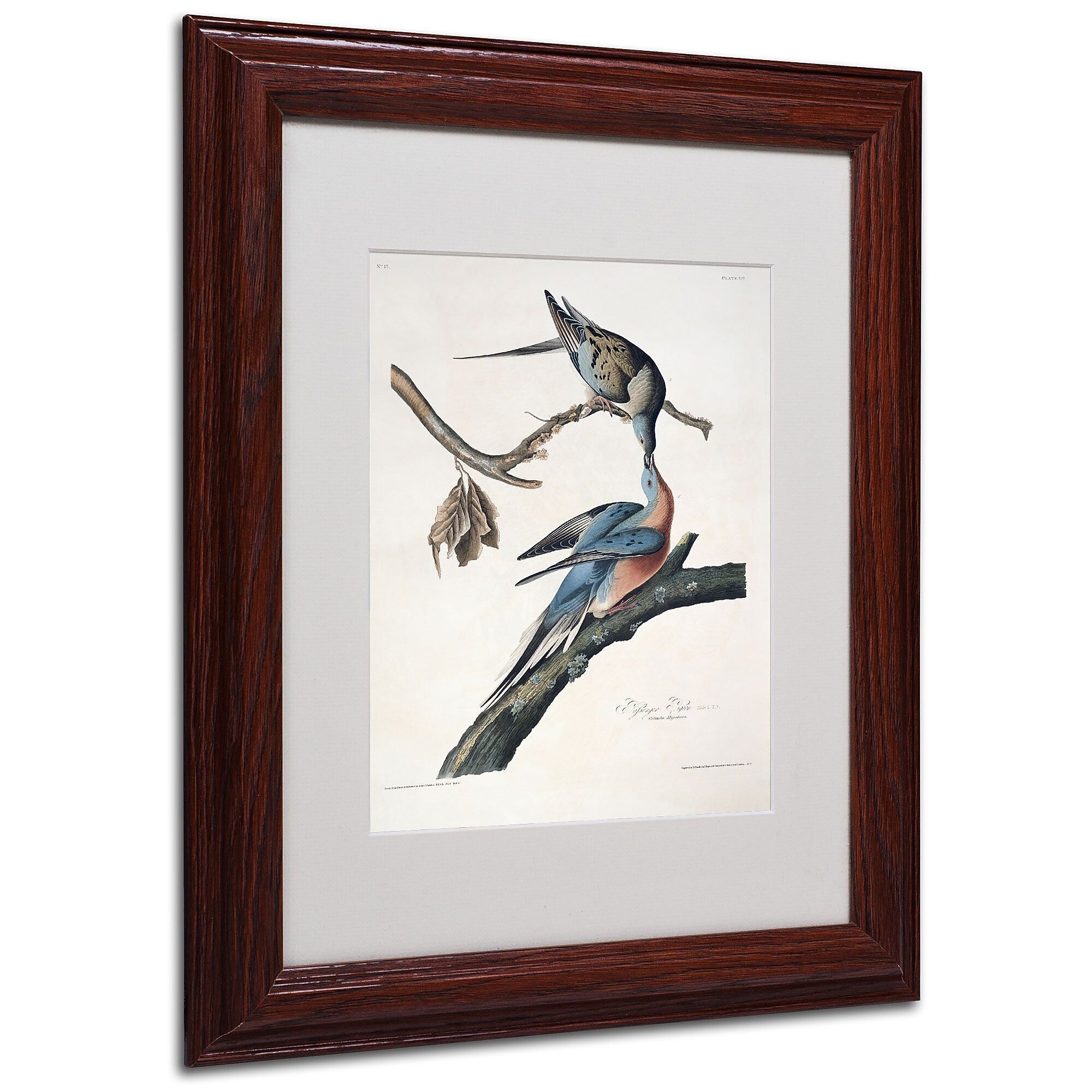 Trademark Fine Art 'Passenger Pigeon' 11" x 14" Wood Frame Art