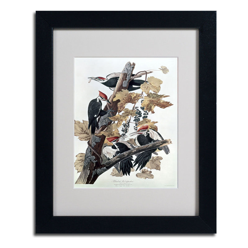Trademark Fine Art 'Pileated Woodpeckers' 11" x 14" Black Frame Art