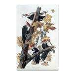 Trademark Fine Art 'Pileated Woodpeckers' 22" x 32" Canvas Art