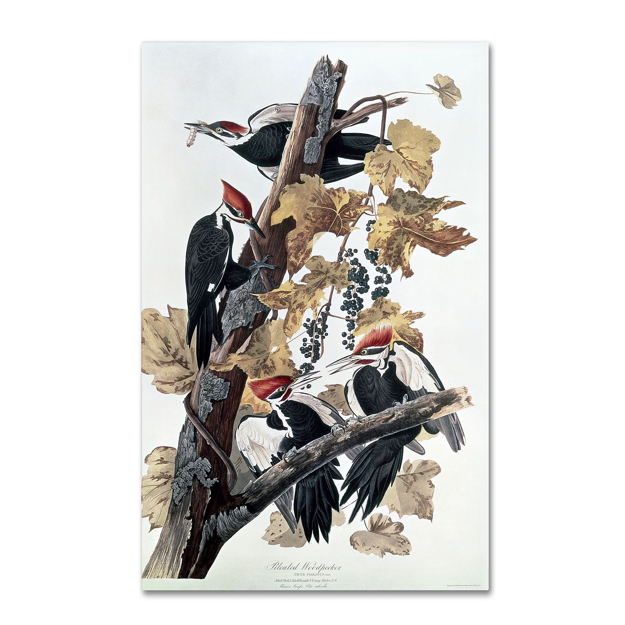Trademark Fine Art 'Pileated Woodpeckers' 16" x 24" Canvas Art