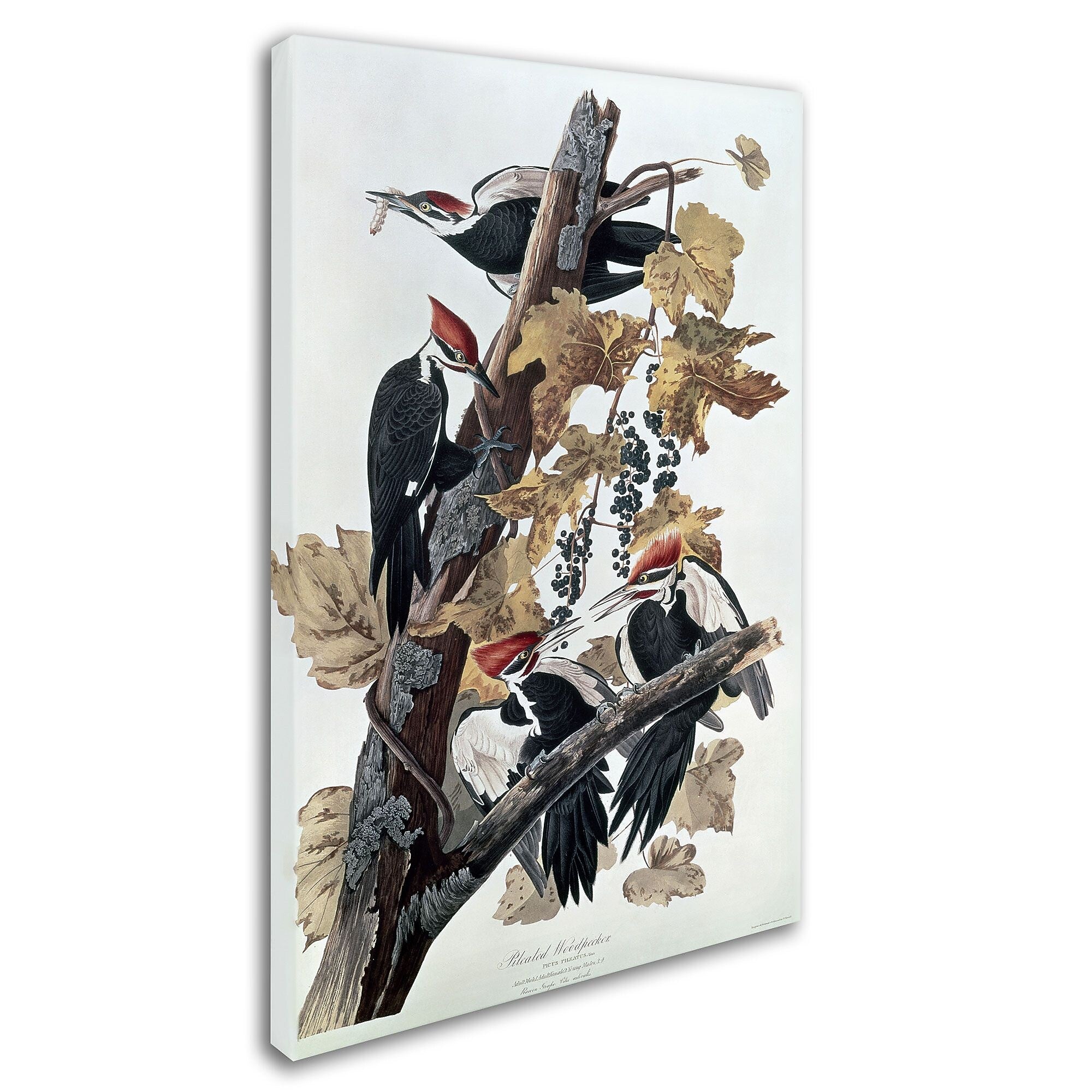 Trademark Fine Art 'Pileated Woodpeckers' 30" x 47" Canvas Art