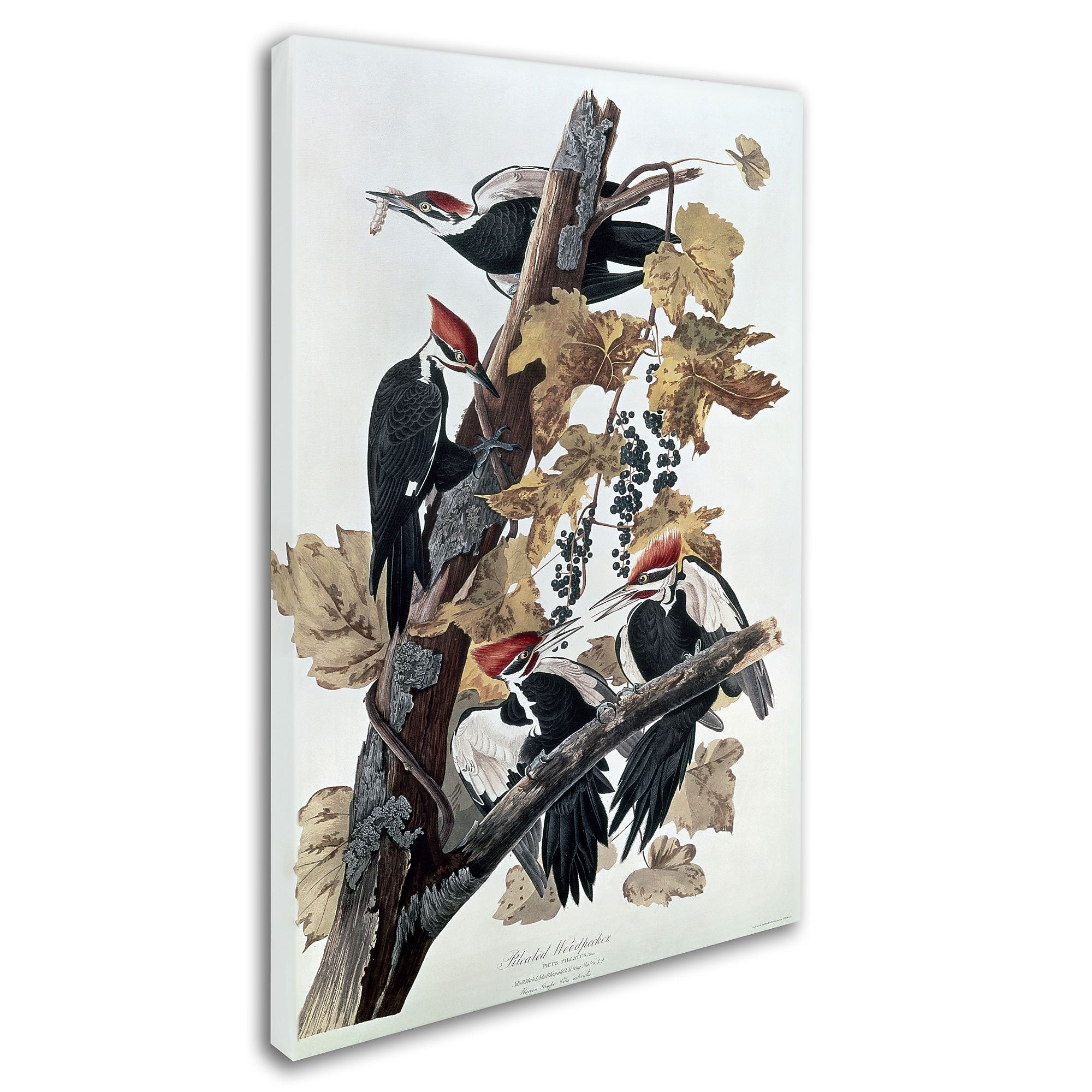 Trademark Fine Art 'Pileated Woodpeckers' 16" x 24" Canvas Art