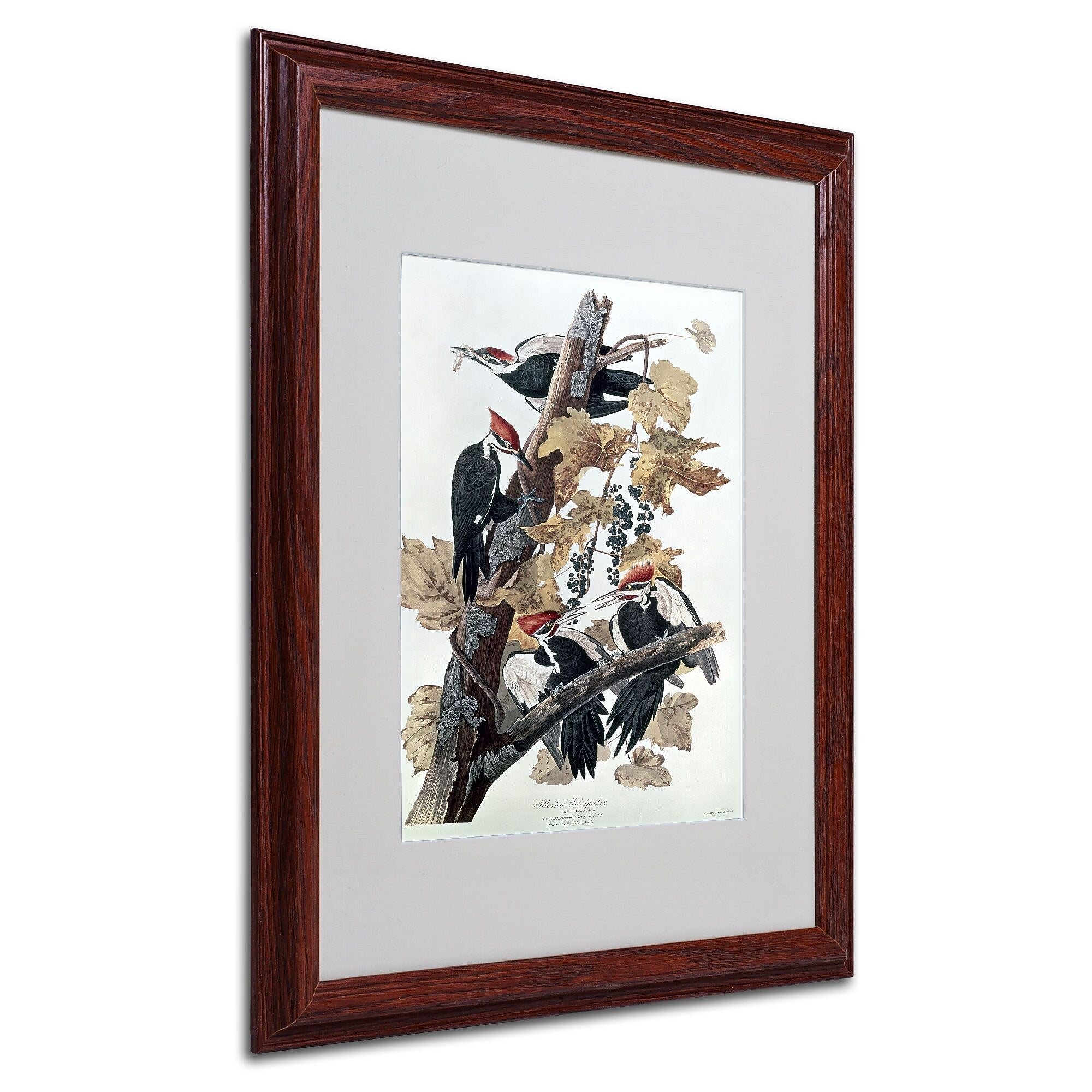 Trademark Fine Art 'Pileated Woodpeckers' 16" x 20" Wood Frame Art