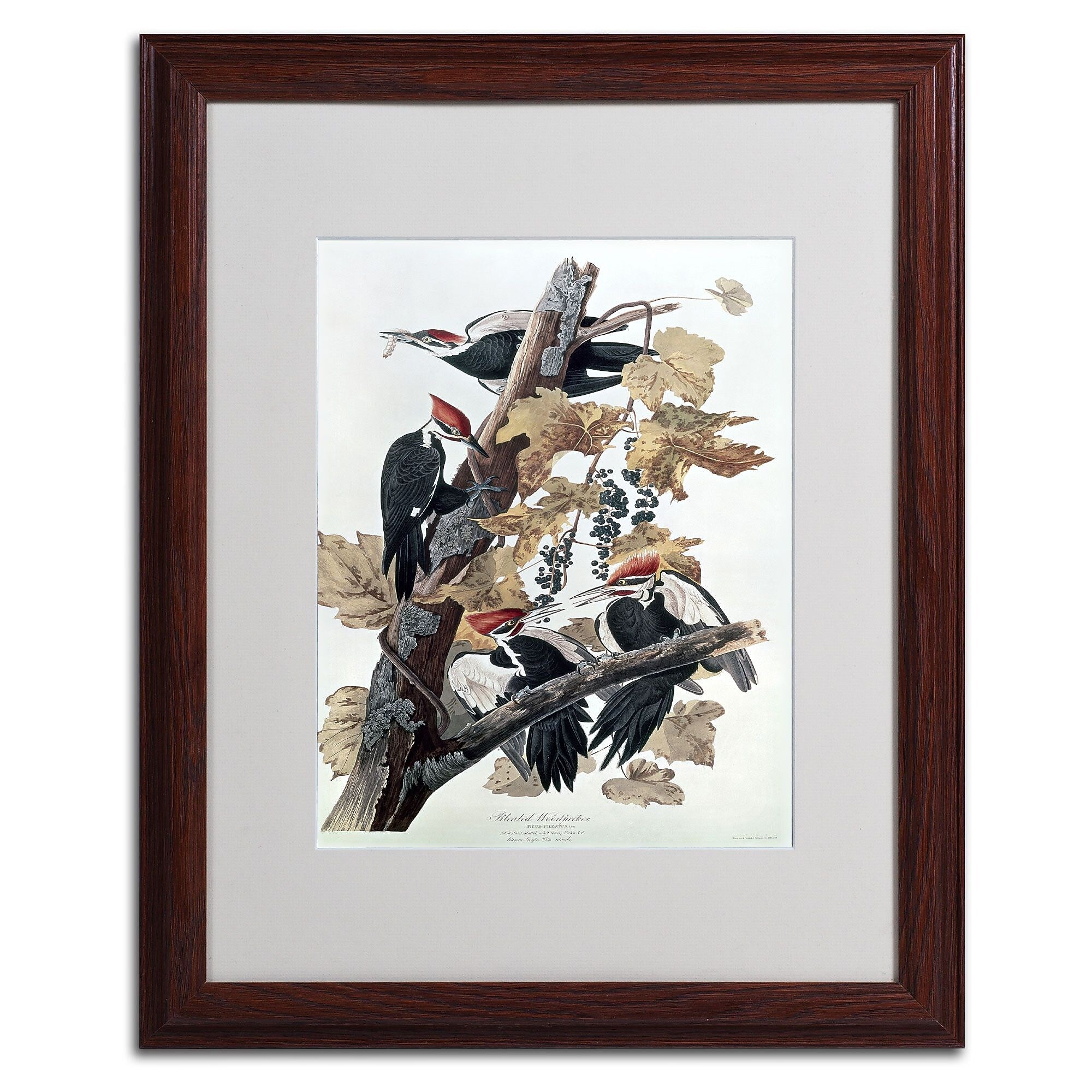 Trademark Fine Art 'Pileated Woodpeckers' 16" x 20" Wood Frame Art