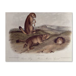 Trademark Fine Art 'Prairie Dog' 22" x 32" Canvas Art