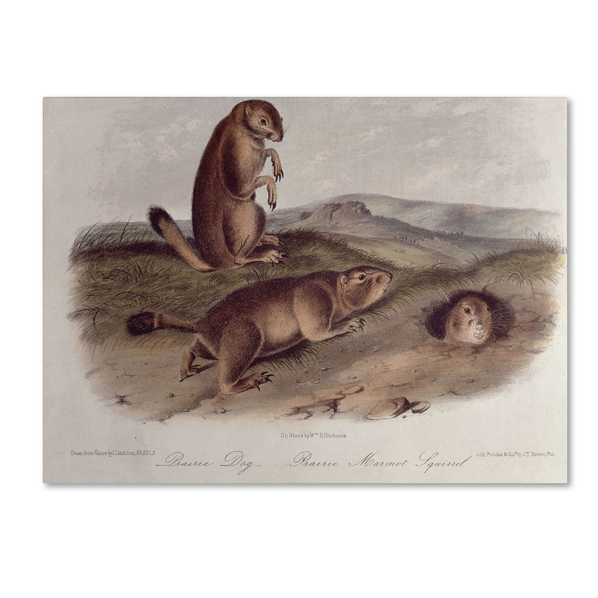Trademark Fine Art 'Prairie Dog' 22" x 32" Canvas Art