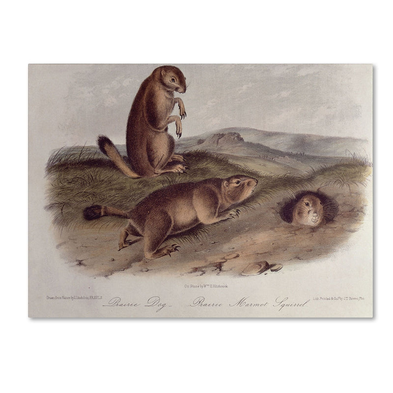 Trademark Fine Art 'Prairie Dog' 22" x 32" Canvas Art