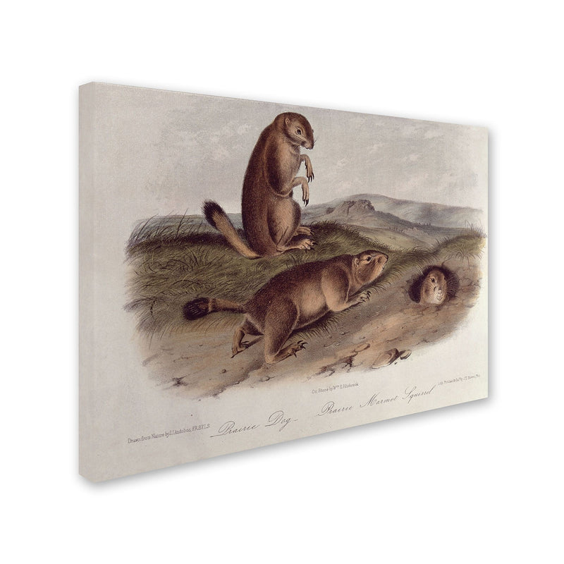 Trademark Fine Art 'Prairie Dog' 14" x 19" Canvas Art