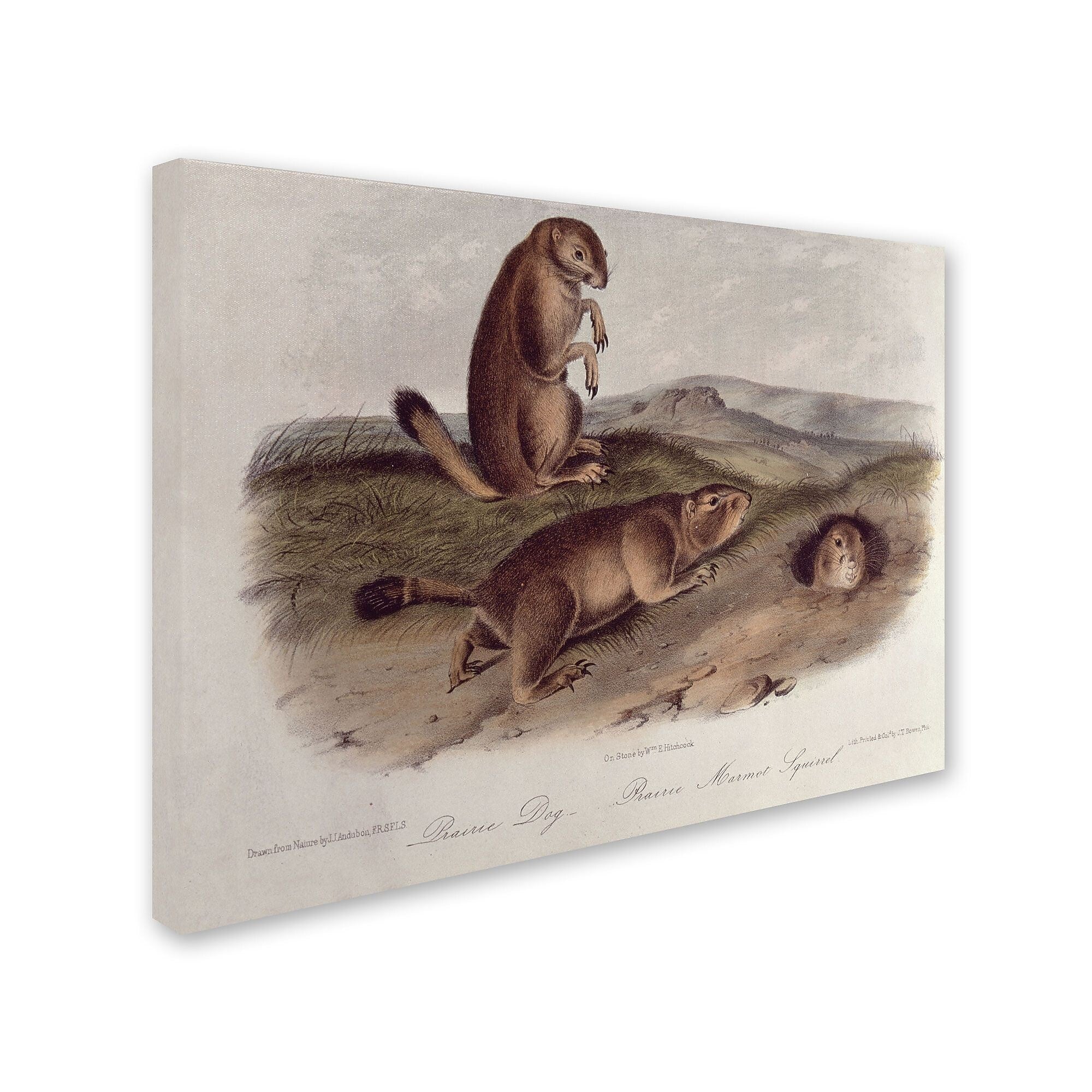 Trademark Fine Art 'Prairie Dog' 22" x 32" Canvas Art