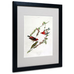 Trademark Fine Art 'Purple Finch' 16" x 20" Black Frame Art