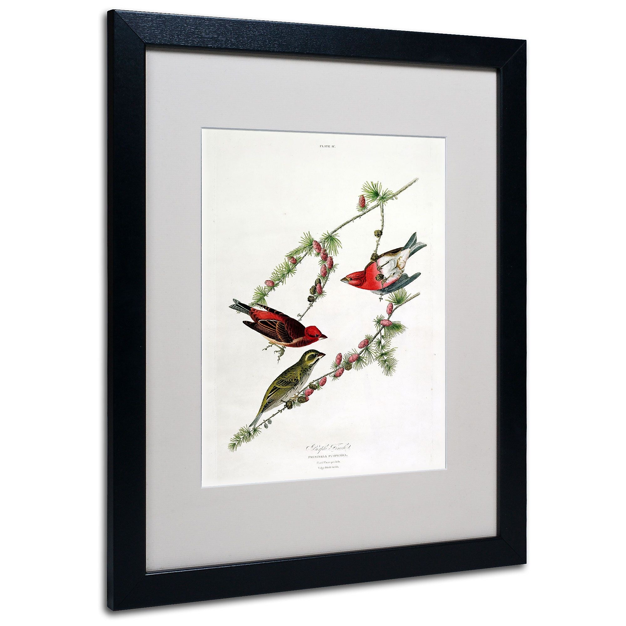 Trademark Fine Art 'Purple Finch' 16" x 20" Black Frame Art