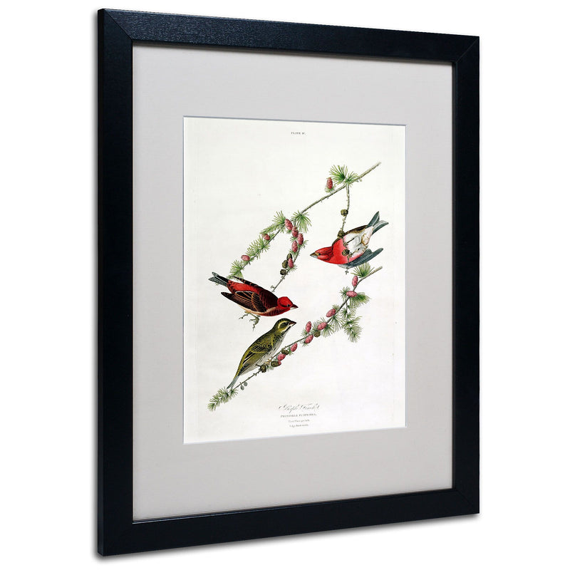 Trademark Fine Art 'Purple Finch' 16" x 20" Black Frame Art