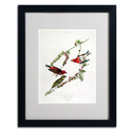 Trademark Fine Art 'Purple Finch' 16" x 20" Black Frame Art