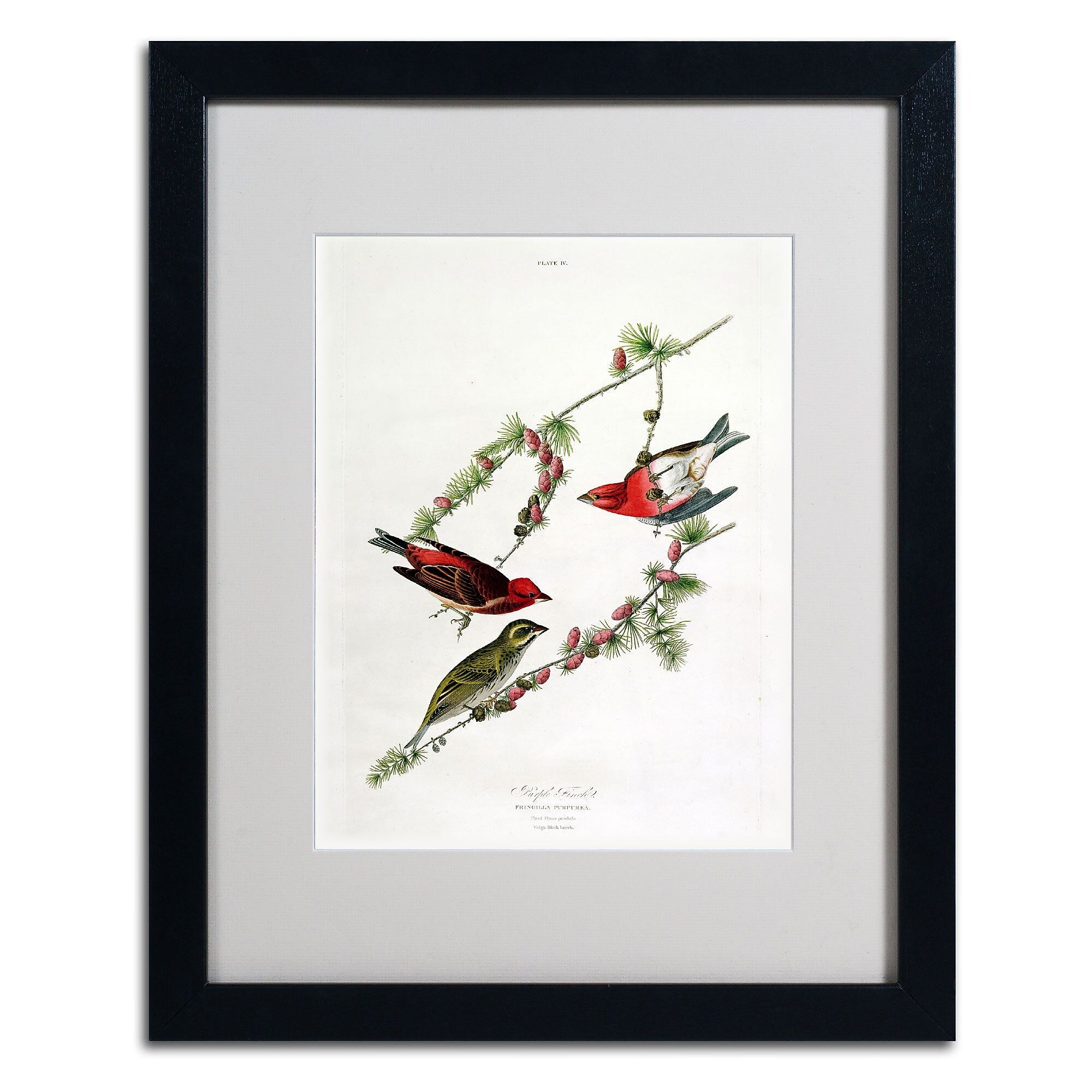 Trademark Fine Art 'Purple Finch' 16" x 20" Black Frame Art