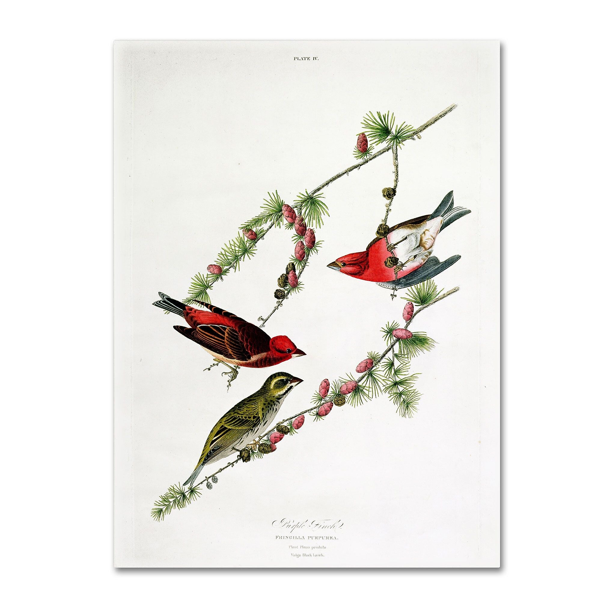 Trademark Fine Art 'Purple Finch' 14" x 19" Canvas Art